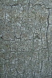 Amandinea punctata image