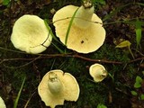 Lactarius piperatus image