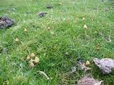 Psilocybe semilanceata image