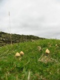 Psilocybe semilanceata image