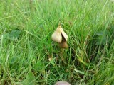 Psilocybe semilanceata image