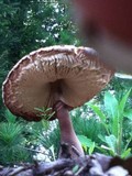 Leucoagaricus americanus image