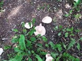 Leucoagaricus americanus image