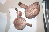Leucoagaricus americanus image