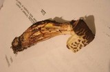 Leucoagaricus americanus image
