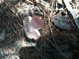 Leucoagaricus americanus image