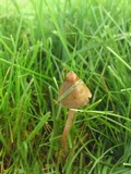 Psilocybe semilanceata image
