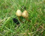 Psilocybe semilanceata image