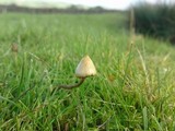 Psilocybe semilanceata image