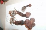 Leucoagaricus americanus image