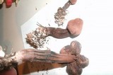 Leucoagaricus americanus image