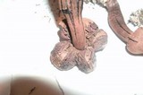 Leucoagaricus americanus image