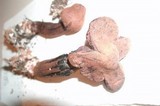 Leucoagaricus americanus image