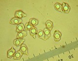 Entoloma parvum image