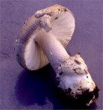 Amanita nivalis image