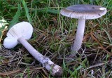 Amanita friabilis image