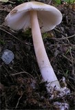Amanita submembranacea image