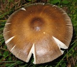 Amanita battarrae image