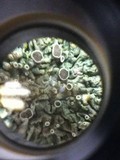 Physcia aipolia image