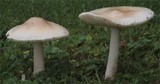 Amanita flavescens image