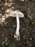 Amanita nivalis image