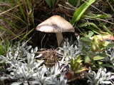 Amanita nivalis image