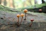 Gymnopilus picreus image