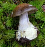 Cortinarius fuligineofolius image