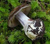 Cortinarius fuligineofolius image