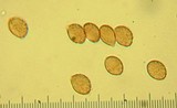 Cortinarius fuligineofolius image