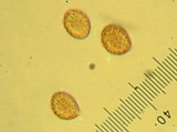 Cortinarius fuligineofolius image