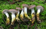 Gomphidius glutinosus image