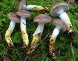 Gomphidius glutinosus image