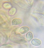 Lepiota lilacea image