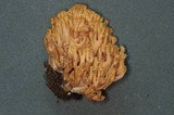 Ramaria leptoformosa image