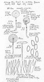 Psilocybe stuntzii image