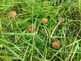 Psilocybe fimetaria image