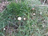 Psilocybe fimetaria image