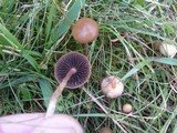 Psilocybe fimetaria image