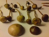 Psilocybe fimetaria image