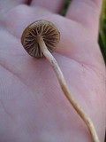 Psilocybe fimetaria image