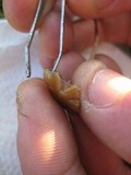 Psilocybe fimetaria image