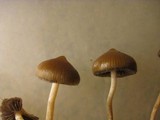 Psilocybe fimetaria image