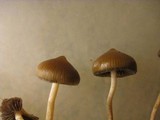Psilocybe fimetaria image