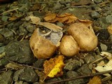 Scleroderma verrucosum image
