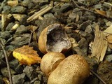 Scleroderma verrucosum image