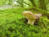 Russula cyanoxantha image