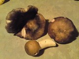 Russula cyanoxantha image