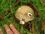 Russula cyanoxantha image