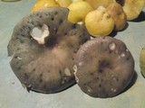 Russula cyanoxantha image